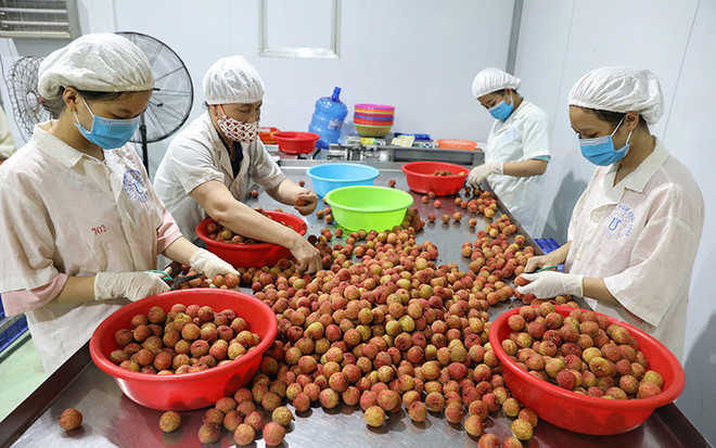 Exhortan a exportadores vietnamitas de frutas a mejorar calidad y competitividad ảnh 1 Exhortan a exportadores vietnamitas de frutas a mejorar calidad y competitividad ảnh 1
