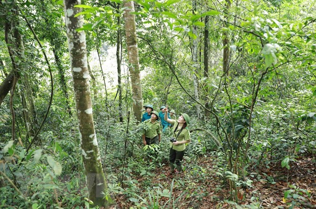 Aceleran la mejora de bosques y el uso sostenible de la tierra en Vietnam ảnh 2 Aceleran la mejora de bosques y el uso sostenible de la tierra en Vietnam ảnh 2