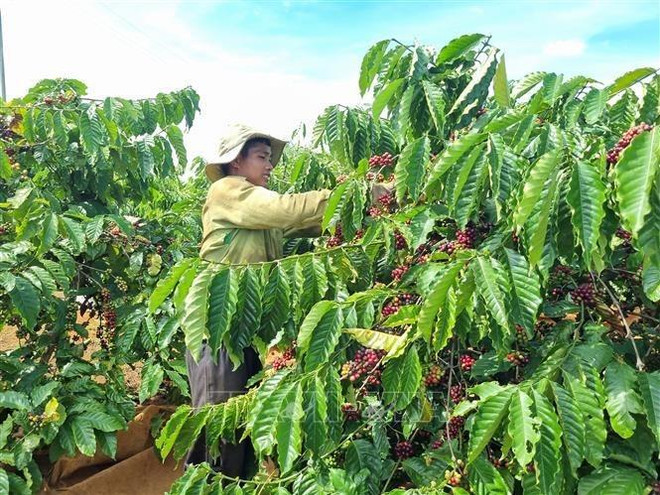 Provincia vietnamita de Gia Lai desarrollará marca de café robusta ảnh 1 Provincia vietnamita de Gia Lai desarrollará marca de café robusta ảnh 1