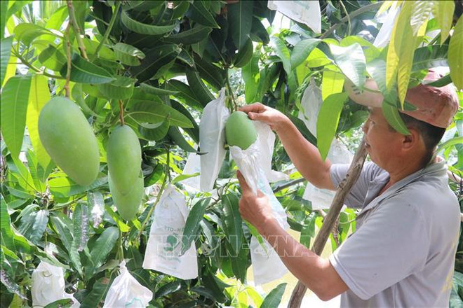 Buscan mejorar marcas de especialidades del Delta del Mekong en Vietnam ảnh 1 Buscan mejorar marcas de especialidades del Delta del Mekong en Vietnam ảnh 1