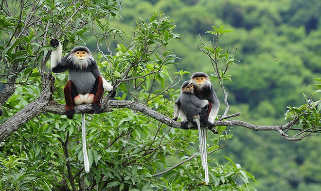 📝 Enfoque: Vietnam refuerza aplicación de ley relacionada con delitos contra vida silvestre ảnh 2 📝 Enfoque: Vietnam refuerza aplicación de ley relacionada con delitos contra vida silvestre ảnh 2