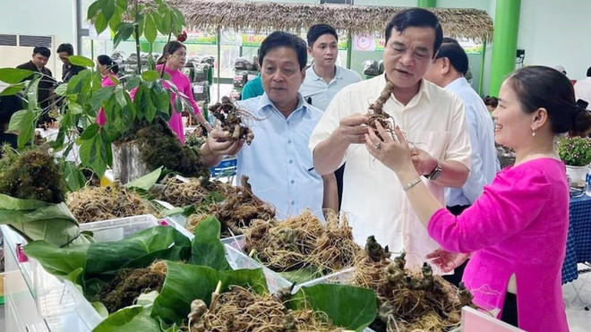 Vietnam por construir marca internacional para el ginseng ảnh 1 Vietnam por construir marca internacional para el ginseng ảnh 1