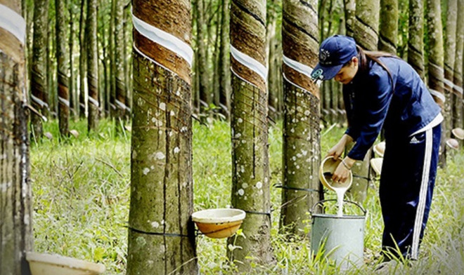 Elevan competitividad de caucho vietnamita en mercado internacional ảnh 1