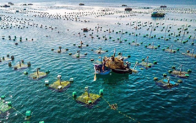Buscan fomentar posición de acuicultura vietnamita en mapa mundial ảnh 2 Buscan fomentar posición de acuicultura vietnamita en mapa mundial ảnh 2
