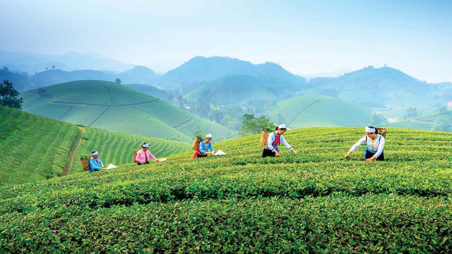 Promueven turismo comunitario asociado a cultura del té en provincia vietnamita ảnh 2 Promueven turismo comunitario asociado a cultura del té en provincia vietnamita ảnh 2