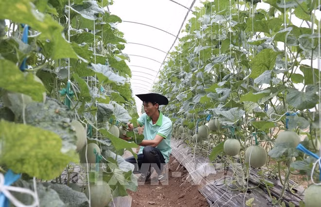 Vietnam trabaja por impulsar economía circular ảnh 2 Vietnam trabaja por impulsar economía circular ảnh 2