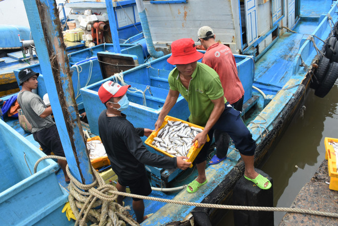 Promueven soluciones propagandísticas en combatir pesca ilegal en Vietnam ảnh 1 Promueven soluciones propagandísticas en combatir pesca ilegal en Vietnam ảnh 1