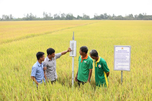 Impulsan promoción de exportaciones agrícolas de Vietnam ảnh 2 Impulsan promoción de exportaciones agrícolas de Vietnam ảnh 2