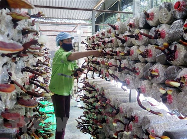 Vietnam hacia aplicación de biotecnología por desarrollo sostenible ảnh 1 Vietnam hacia aplicación de biotecnología por desarrollo sostenible ảnh 1