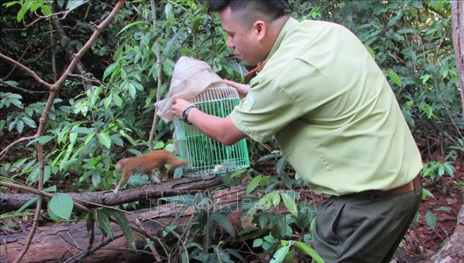 📝 Enfoque: Vietnam refuerza aplicación de ley relacionada con delitos contra vida silvestre ảnh 3 📝 Enfoque: Vietnam refuerza aplicación de ley relacionada con delitos contra vida silvestre ảnh 3