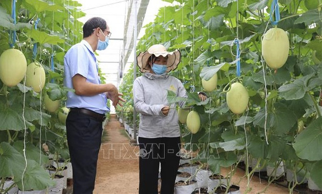 Impulsan desarrollo de personal agrícola en Vietnam ảnh 2 Impulsan desarrollo de personal agrícola en Vietnam ảnh 2