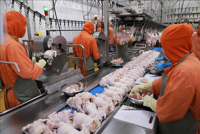 Industria alimentaria de Vietnam disfruta de crecimiento vigoroso ảnh 2 Industria alimentaria de Vietnam disfruta de crecimiento vigoroso ảnh 2