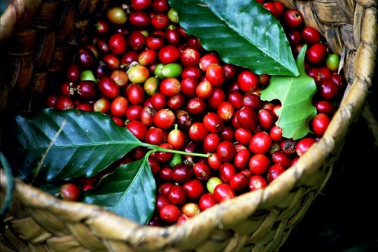 Provincia vietnamita de Gia Lai desarrollará marca de café robusta ảnh 2 Provincia vietnamita de Gia Lai desarrollará marca de café robusta ảnh 2