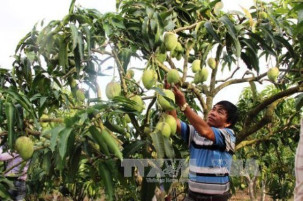 Logra Vietnam permiso para la exportación de mangos a Estados Unidos ảnh 1