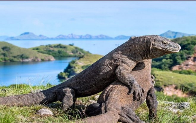Reporta Indonesia avances en la preservación del dragón de Komodo ảnh 1 Reporta Indonesia avances en la preservación del dragón de Komodo ảnh 1