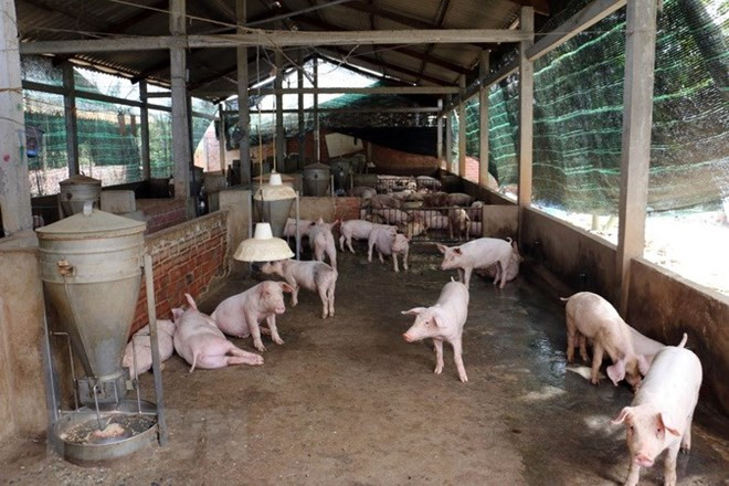 Enfrenta Vietnam alto riesgo de penetración de la peste porcina africana ảnh 1 Enfrenta Vietnam alto riesgo de penetración de la peste porcina africana ảnh 1