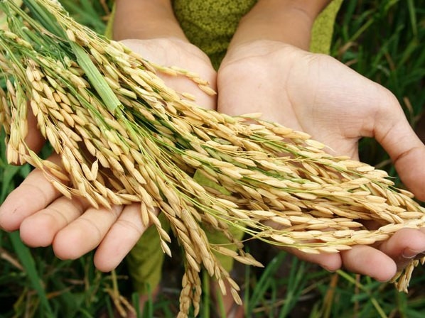 Reforzará Singapur la seguridad alimentaria ảnh 1 Reforzará Singapur la seguridad alimentaria ảnh 1