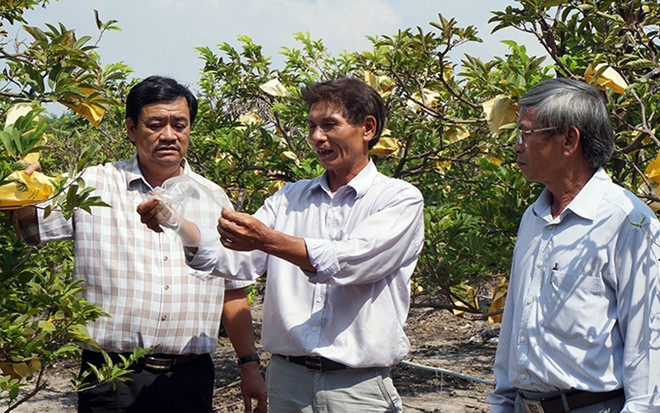 Provincia vietnamita de Tay Ninh hacia una agricultura sostenible ảnh 1 Provincia vietnamita de Tay Ninh hacia una agricultura sostenible ảnh 1
