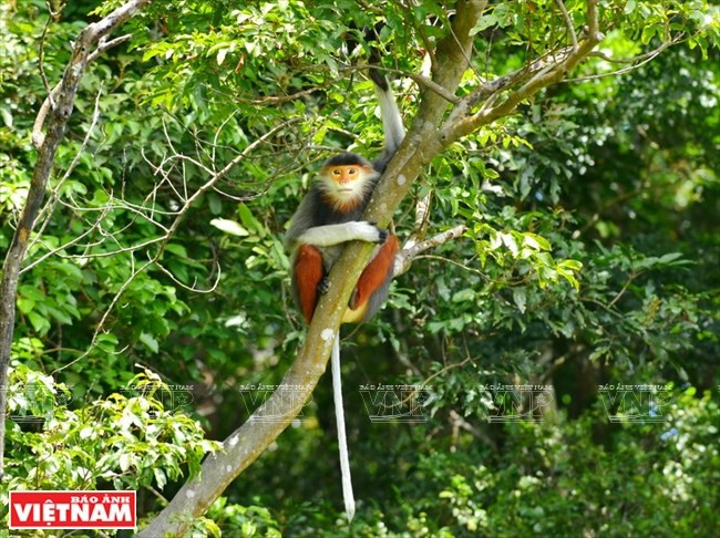Península de Son Tra, paraíso de los doucs de canillas rojas en Vietnam ảnh 1 Península de Son Tra, paraíso de los doucs de canillas rojas en Vietnam ảnh 1