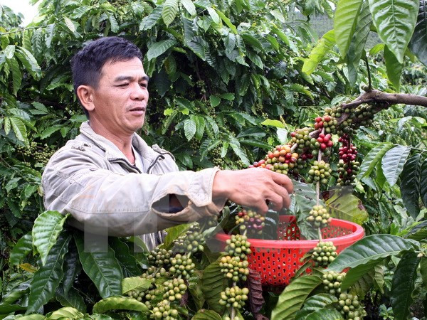 Vietnam busca aumentar exportación de productos agrícolas a Singapur ảnh 1 Vietnam busca aumentar exportación de productos agrícolas a Singapur ảnh 1
