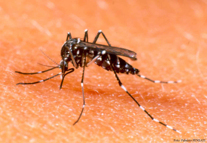 El Niño amenaza con brotar el dengue en Sudeste de Asia ảnh 1 El Niño amenaza con brotar el dengue en Sudeste de Asia ảnh 1