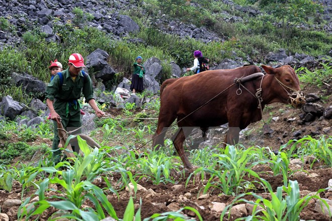Vietnam planea reducir el número de hogares pobres en 2016 ảnh 1 Vietnam planea reducir el número de hogares pobres en 2016 ảnh 1