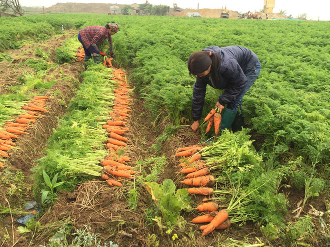 Provincia vietnamita de Bac Ninh moviliza capitales asistenciales a agricultores ảnh 1 Provincia vietnamita de Bac Ninh moviliza capitales asistenciales a agricultores ảnh 1