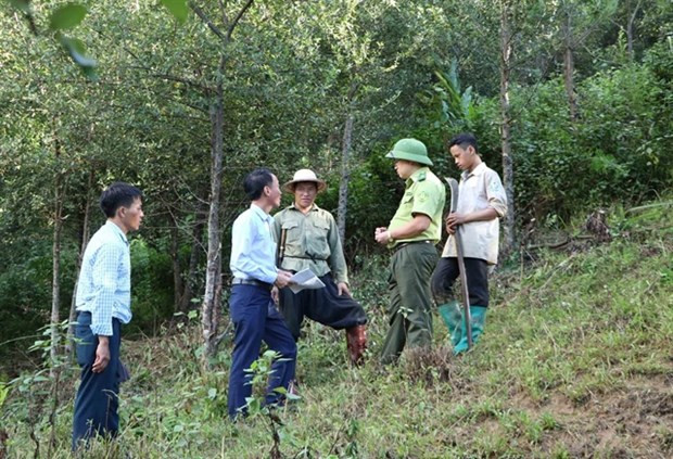 Política de protección forestal mejora la gestión de bosques en Vietnam ảnh 1 Política de protección forestal mejora la gestión de bosques en Vietnam ảnh 1