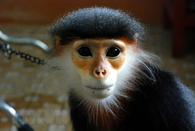 Celebran Foro sobre la conservación de primates en provincia vietnamita de Quang Nam ảnh 1 Celebran Foro sobre la conservación de primates en provincia vietnamita de Quang Nam ảnh 1