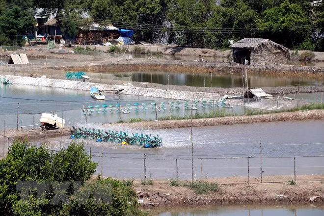 Agricultores vietnamitas se esfuerzan por enfrentar al cambio climático ảnh 1