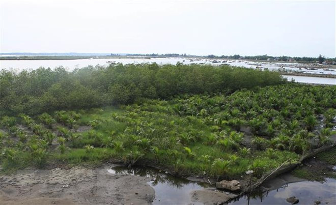 Fortalecen resiliencia ante cambio climático en zonas litorales de Vietnam ảnh 1 Fortalecen resiliencia ante cambio climático en zonas litorales de Vietnam ảnh 1