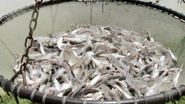 Vietnam saluda decisión estadounidense sobre pescados sin escamas ảnh 1 Vietnam saluda decisión estadounidense sobre pescados sin escamas ảnh 1