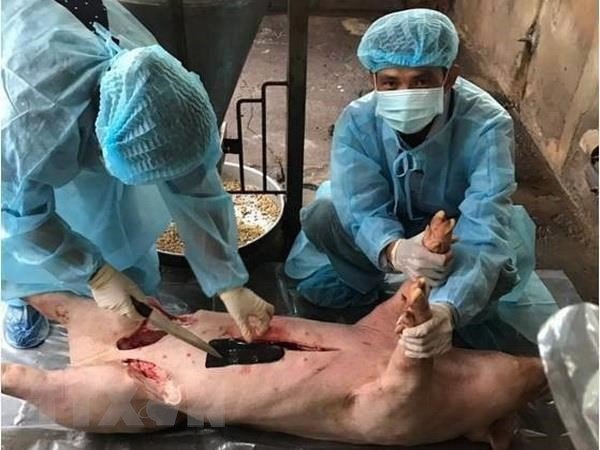 Detectan peste porcina africana en provincia vietnamita de Ba Ria-Vung Tau ảnh 1