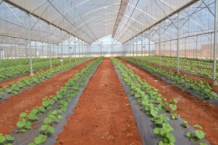 Impulsa ciudad vietnamita la cooperación agrícola con Nueva Zelanda ảnh 1 Impulsa ciudad vietnamita la cooperación agrícola con Nueva Zelanda ảnh 1