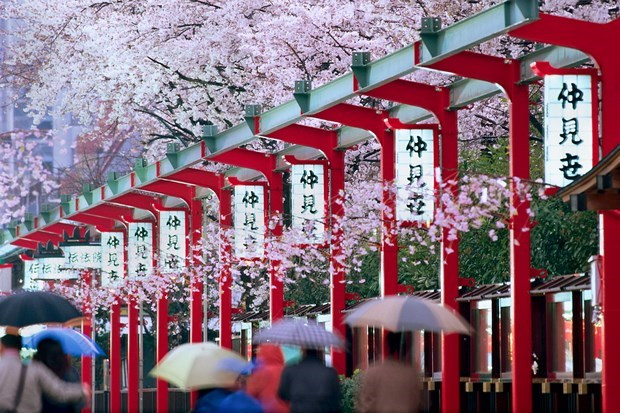 Creció el turismo vietnamita a Japón más de un 40 por ciento en mayo ảnh 1 Creció el turismo vietnamita a Japón más de un 40 por ciento en mayo ảnh 1