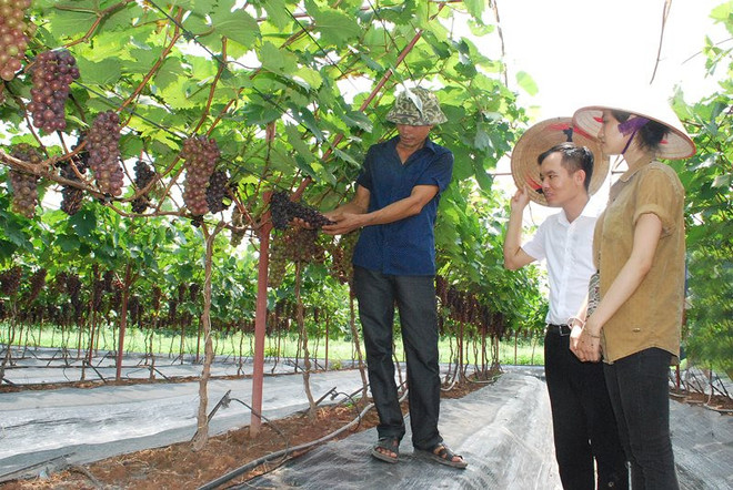 Hanoi por impulsar cultivo de árboles frutales asociados al ecoturismo ảnh 1 Hanoi por impulsar cultivo de árboles frutales asociados al ecoturismo ảnh 1