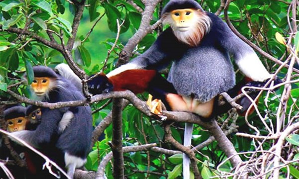 El duc de canillas rojas será símbolo de biodiversidad de Da Nang ảnh 1 El duc de canillas rojas será símbolo de biodiversidad de Da Nang ảnh 1