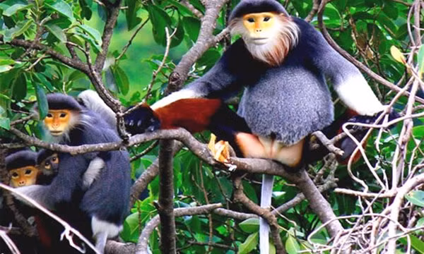 El duc de canillas rojas será símbolo de biodiversidad de Da Nang ảnh 1