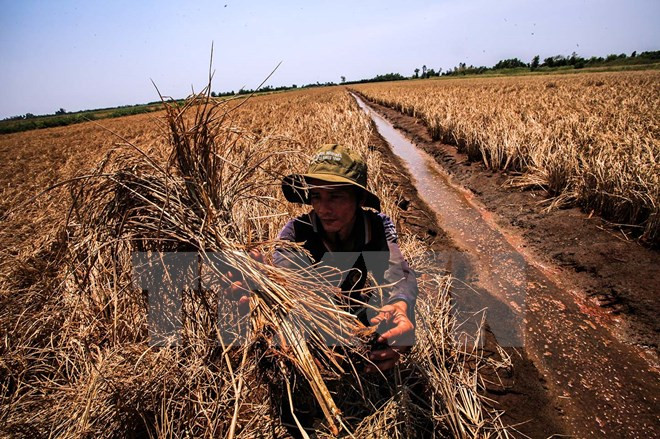 Elaboran guiones para enfrentar salinización en Delta de Mekong ảnh 1 Elaboran guiones para enfrentar salinización en Delta de Mekong ảnh 1