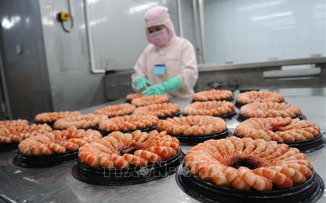 Fortalecen la competitividad del camarón vietnamita ảnh 2 Fortalecen la competitividad del camarón vietnamita ảnh 2