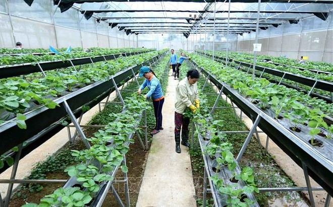 Avance estratégico por una agricultura moderna y sostenible de Vietnam ảnh 1 Avance estratégico por una agricultura moderna y sostenible de Vietnam ảnh 1