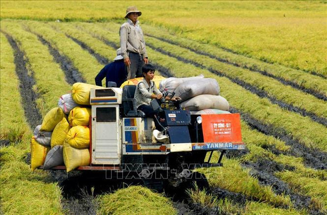 Avance estratégico por una agricultura moderna y sostenible de Vietnam ảnh 2 Avance estratégico por una agricultura moderna y sostenible de Vietnam ảnh 2