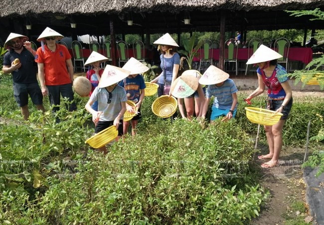 Ciudad vietnamita promueve agroturismo ảnh 1 Ciudad vietnamita promueve agroturismo ảnh 1