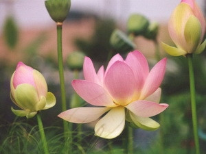Flor de loto, símbolo de espíritu y elegancia de los hanoyenses ảnh 1 Flor de loto, símbolo de espíritu y elegancia de los hanoyenses ảnh 1