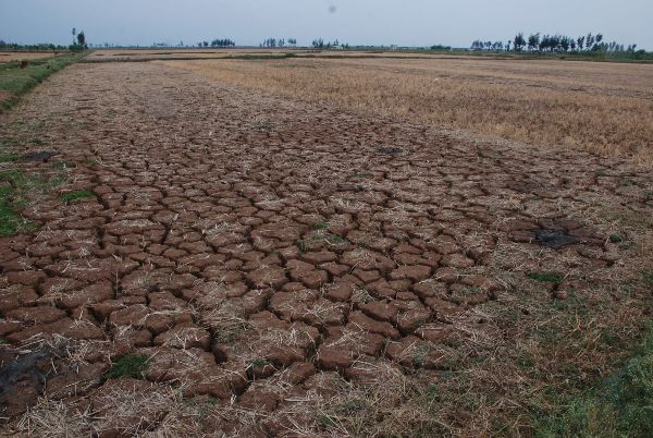 Sequía deja 50 mil hectáreas de tierras incultivables ảnh 1  Sequía deja 50 mil hectáreas de tierras incultivables ảnh 1