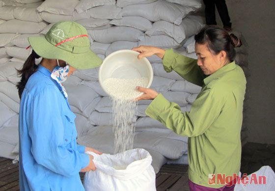 Entregan miles toneladas de arroz a pobres en ocasión del Tet ảnh 1 Entregan miles toneladas de arroz a pobres en ocasión del Tet ảnh 1