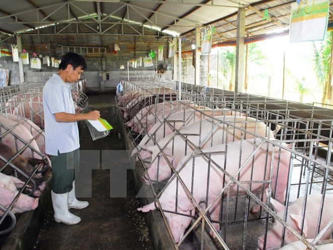 JICA asiste a la conservación de razas autóctonas de cerdo de Vietnam ảnh 1 JICA asiste a la conservación de razas autóctonas de cerdo de Vietnam ảnh 1