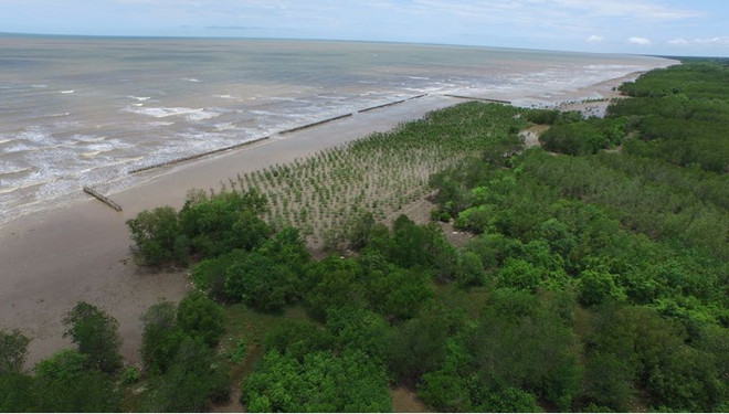 Provincia de Vietnam intensifica protección forestal ảnh 1