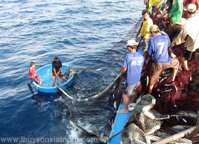 Provincia de Vietnam aumenta apoyo financiero a pescadores ảnh 1 Provincia de Vietnam aumenta apoyo financiero a pescadores ảnh 1