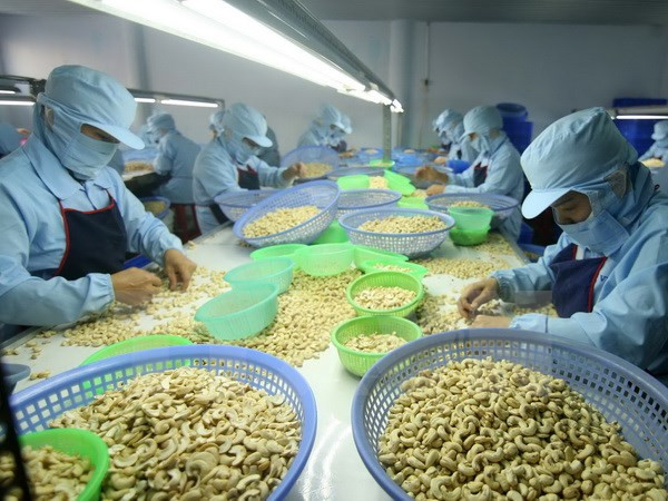 Vietnam prevé lograr nuevo récord en exportación de anacardo ảnh 1 Vietnam prevé lograr nuevo récord en exportación de anacardo ảnh 1